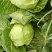 冬季大白菜山东白菜全国发货支持视频看货