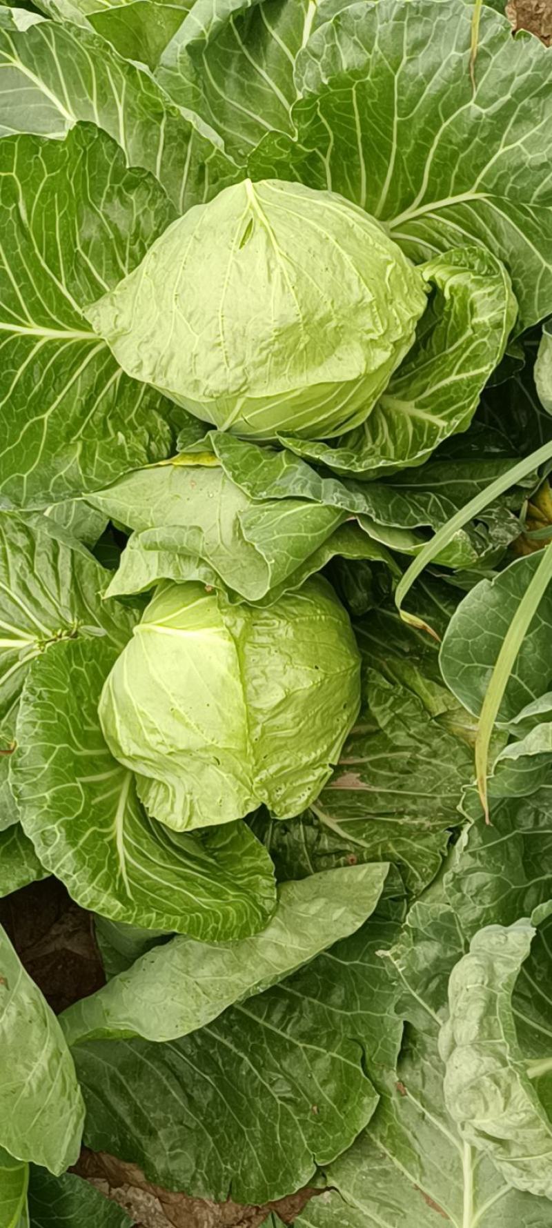 冬季大白菜山东白菜全国发货支持视频看货