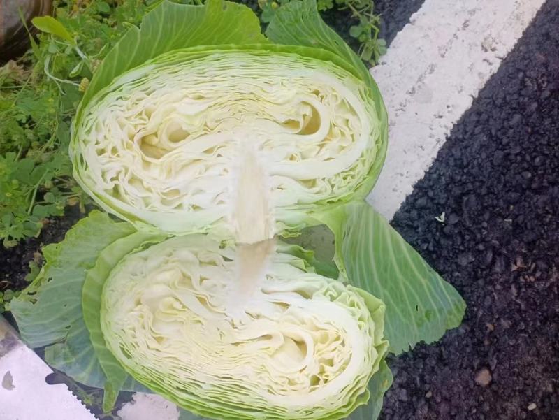 川渝白菜基地直供诚信经营物美价廉