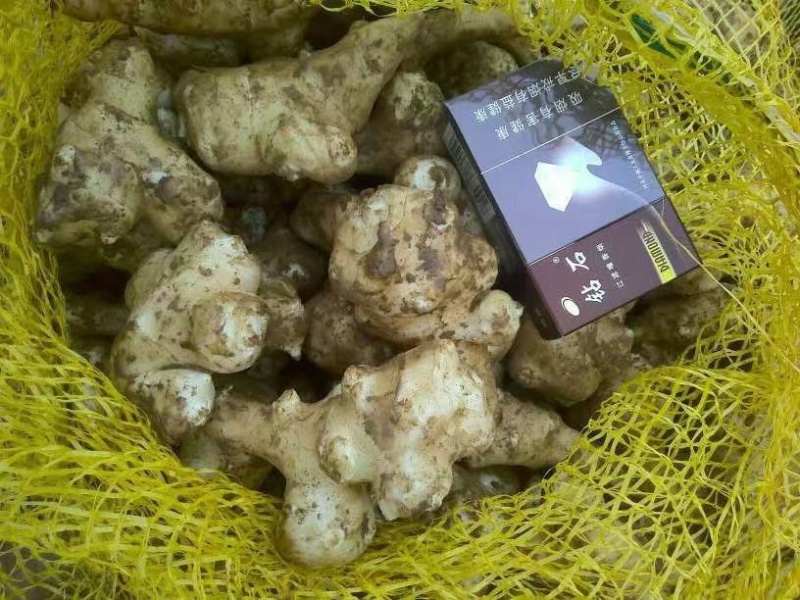 新鲜白洋姜菊芋品质保障货量充足欢迎询问采购