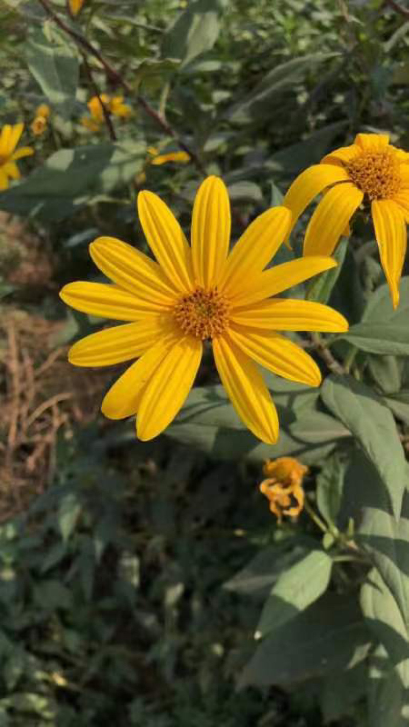 新鲜白洋姜菊芋品质保障货量充足欢迎询问采购