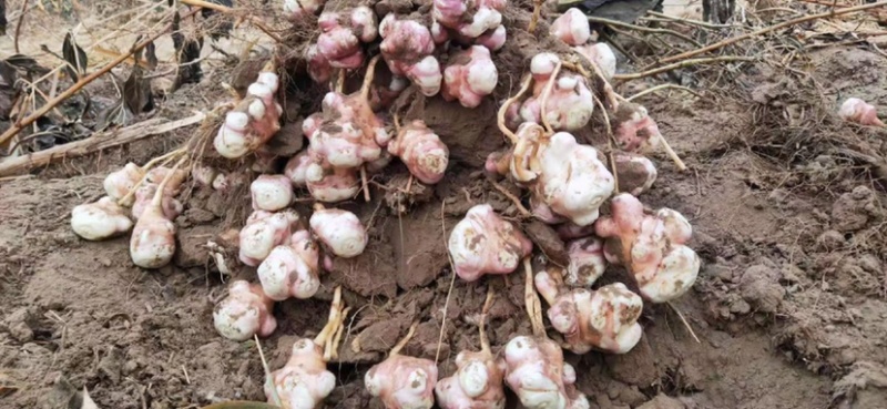 新鲜白洋姜菊芋品质保障货量充足欢迎询问采购