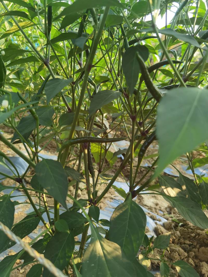 反季泰国朝天椒原色通红辣味十足