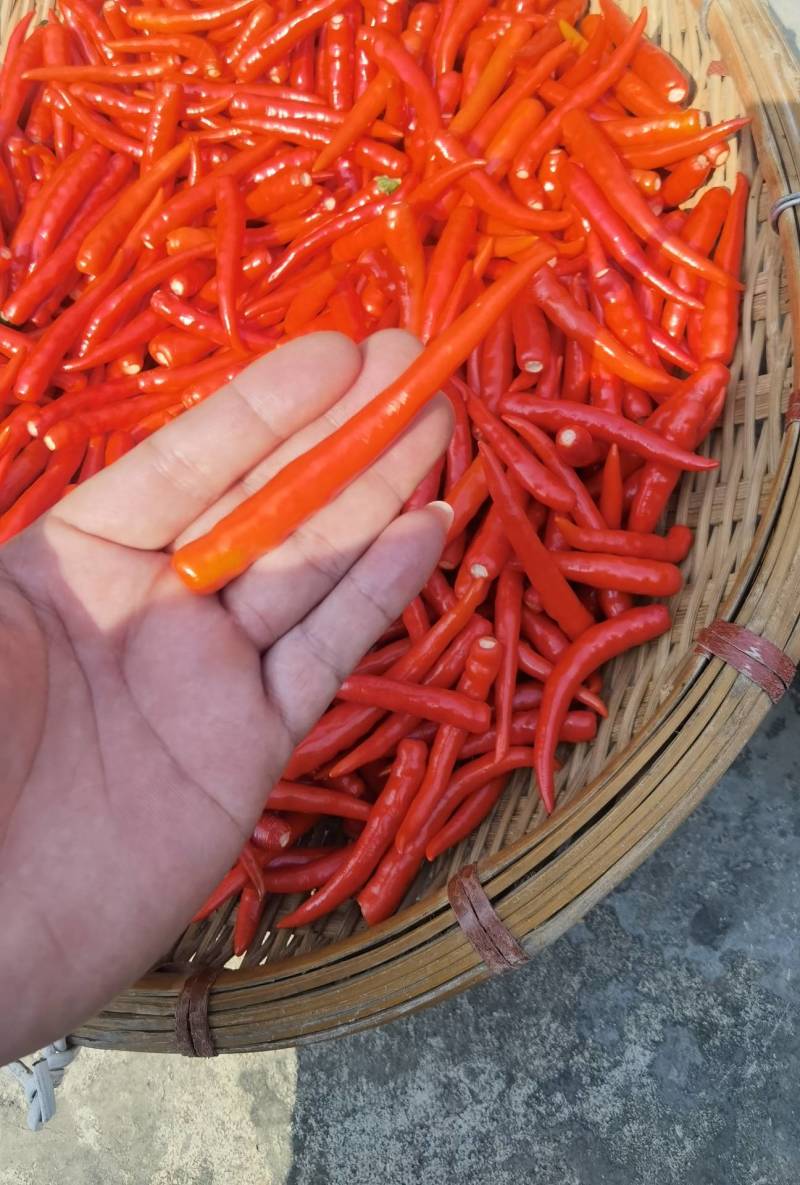 反季泰国朝天椒原色通红辣味十足