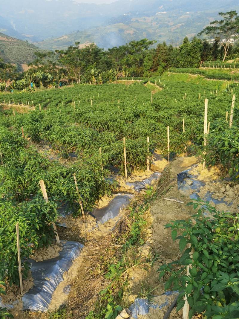 反季泰国朝天椒原色通红辣味十足