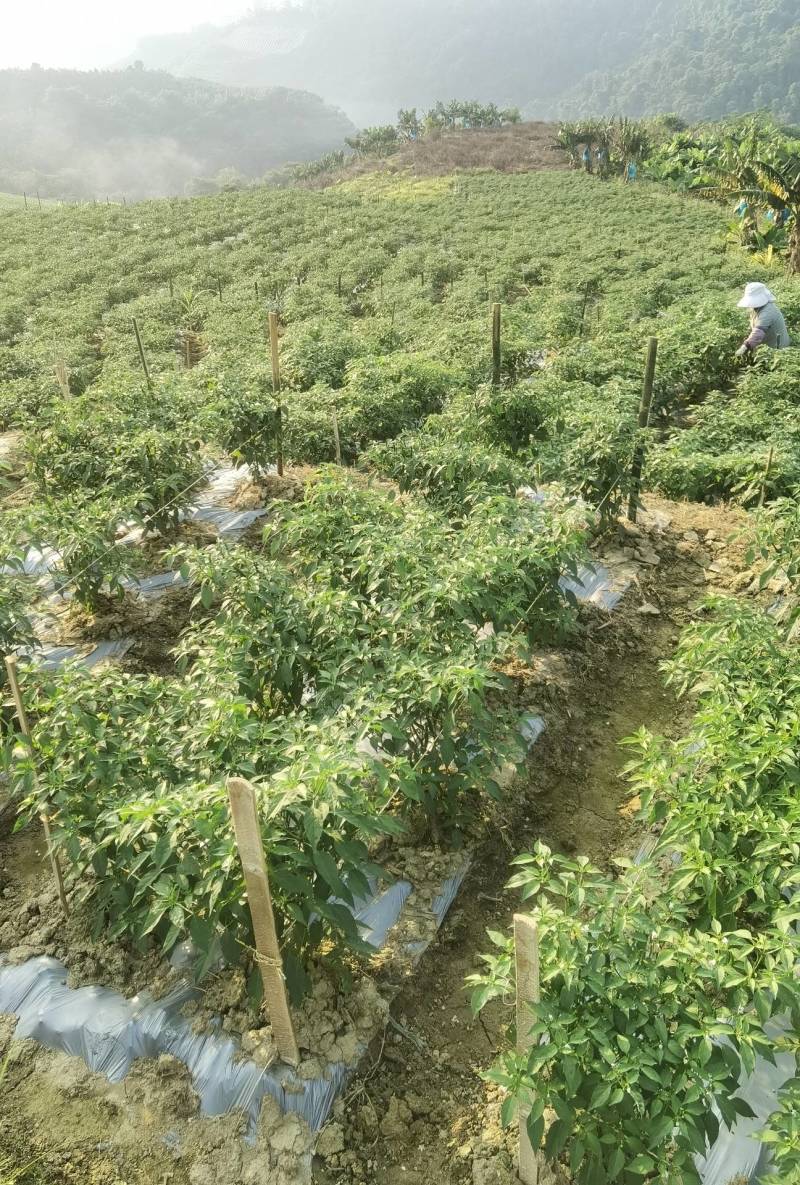 反季泰国朝天椒原色通红辣味十足