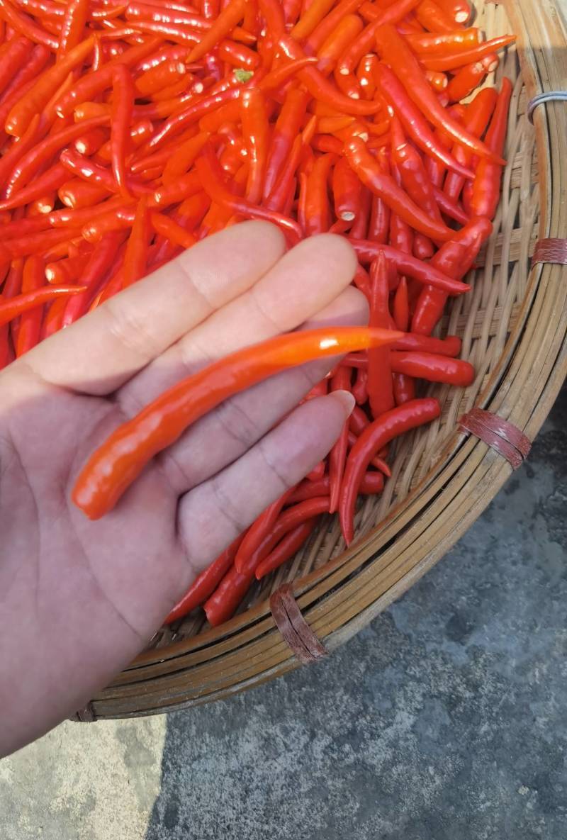 反季泰国朝天椒原色通红辣味十足