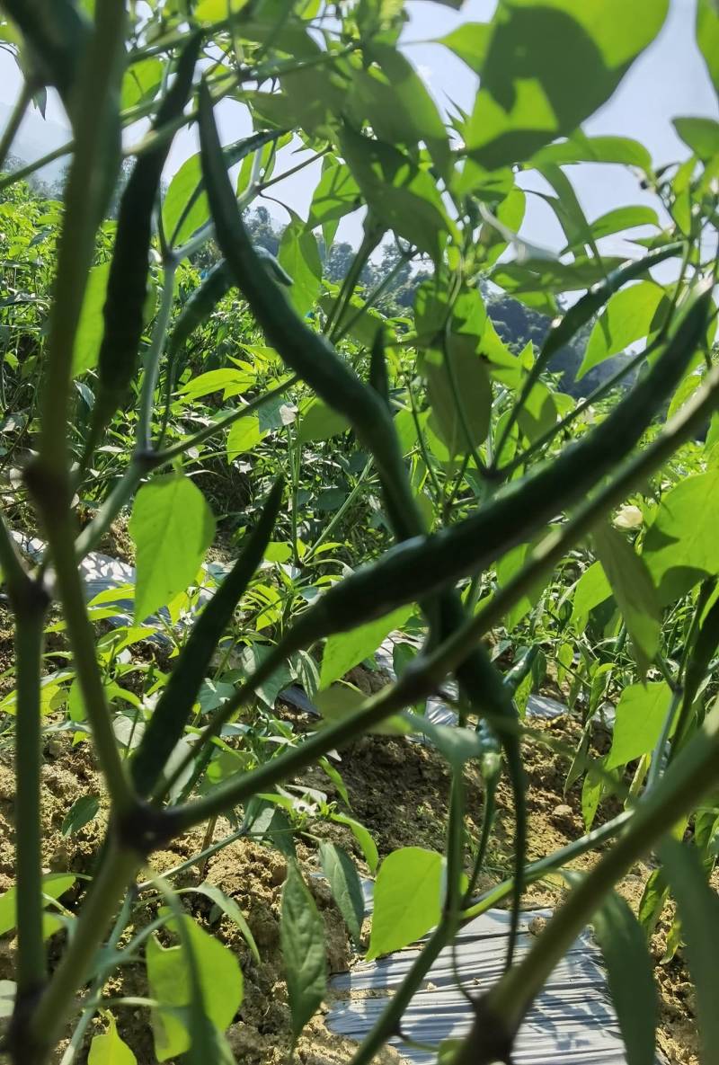 反季泰国朝天椒原色通红辣味十足