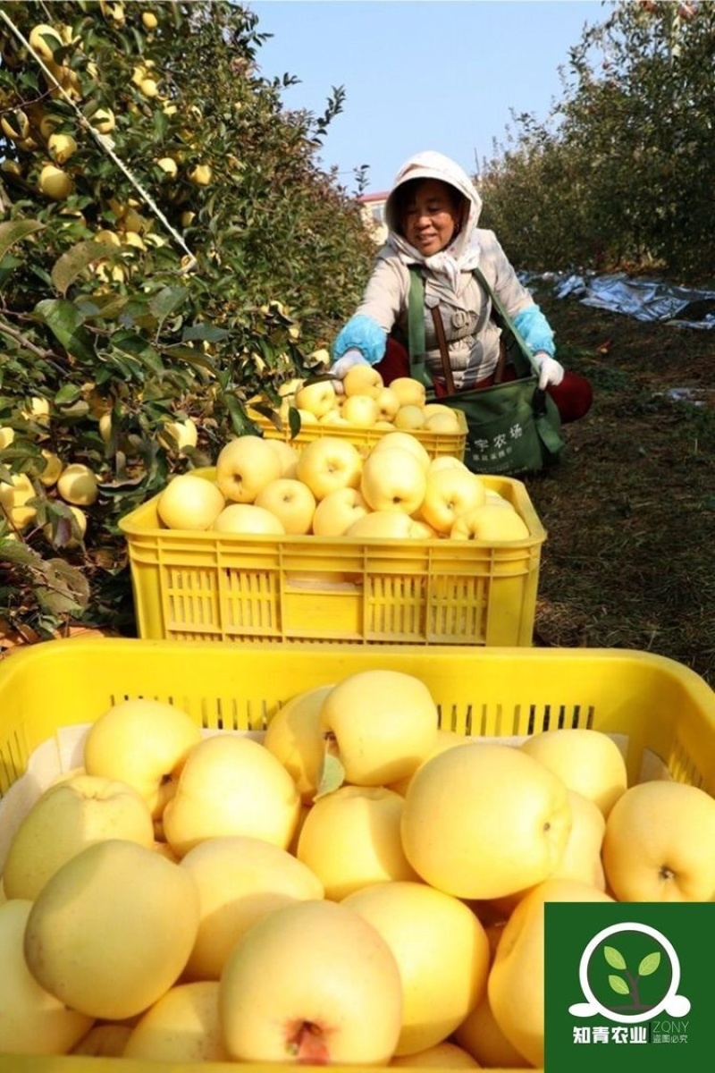 维纳斯黄金苹果树苗嫁接苗包成活包结果支持技术指导可签合同