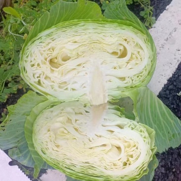 川渝白菜基地直供诚信经营物美价廉