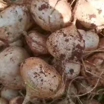豆薯（又名：土瓜），产自冕宁县里庄镇皮罗口，出自红土地。
