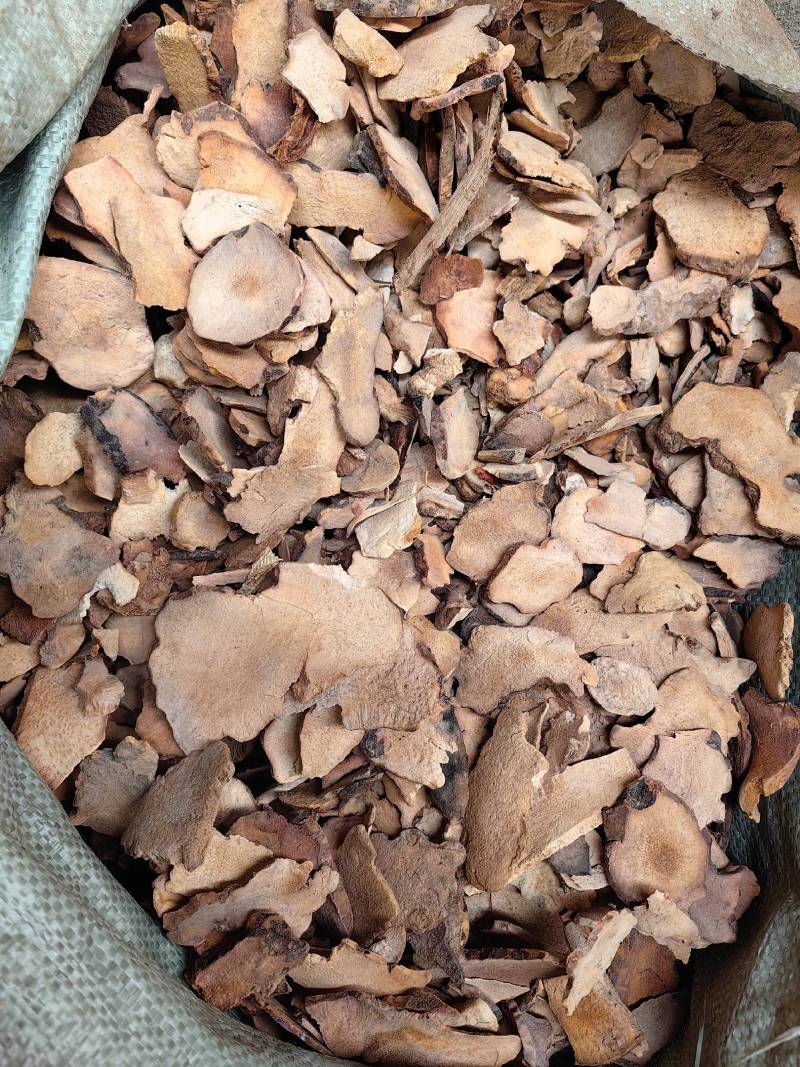 茯苓
