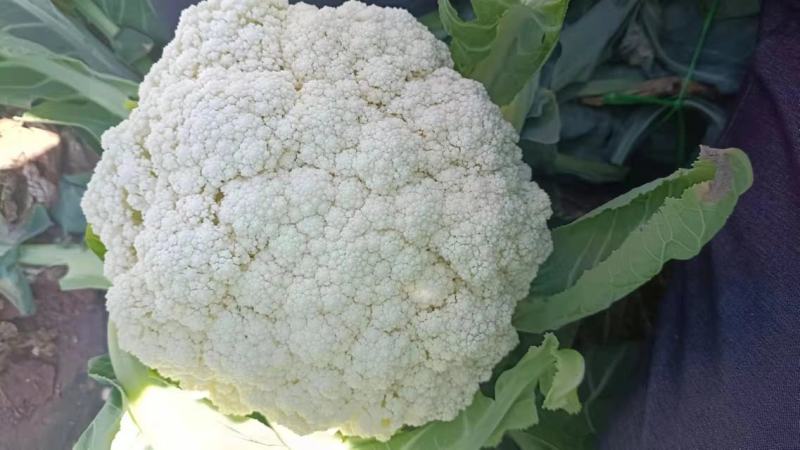 【热卖】优质供货电商，松花菜，云南曲靖，自己种植量大价优