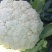 【热卖】优质供货电商，松花菜，云南曲靖，自己种植量大价优