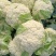【热卖】优质供货电商，松花菜，云南曲靖，自己种植量大价优