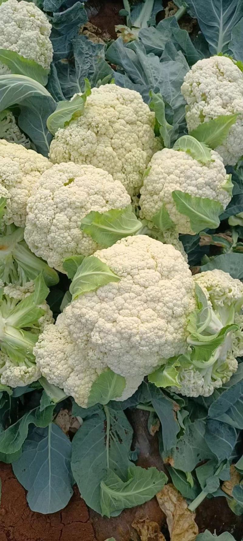 【热卖】优质供货电商，松花菜，云南曲靖，自己种植量大价优