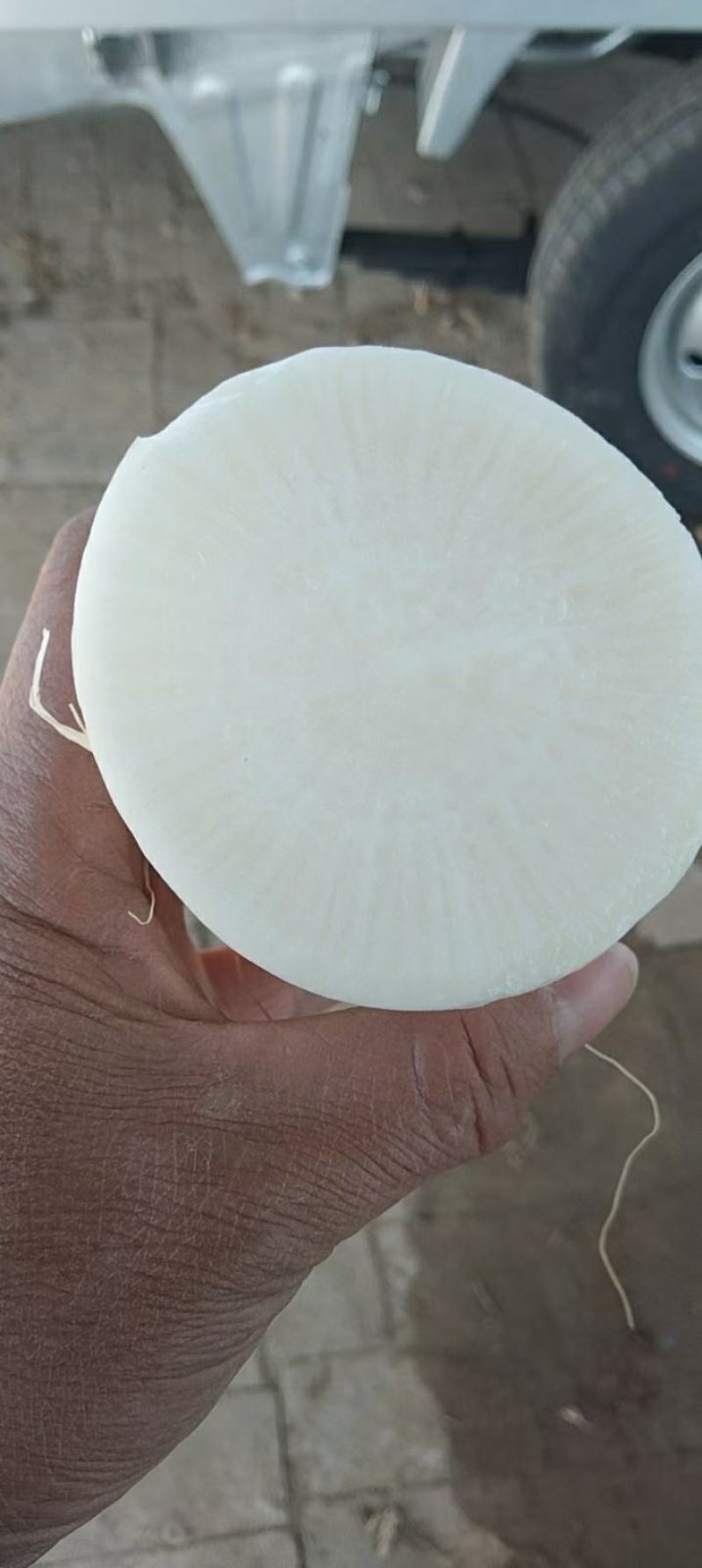 北京萝卜种，河南周口市种植，量多优惠