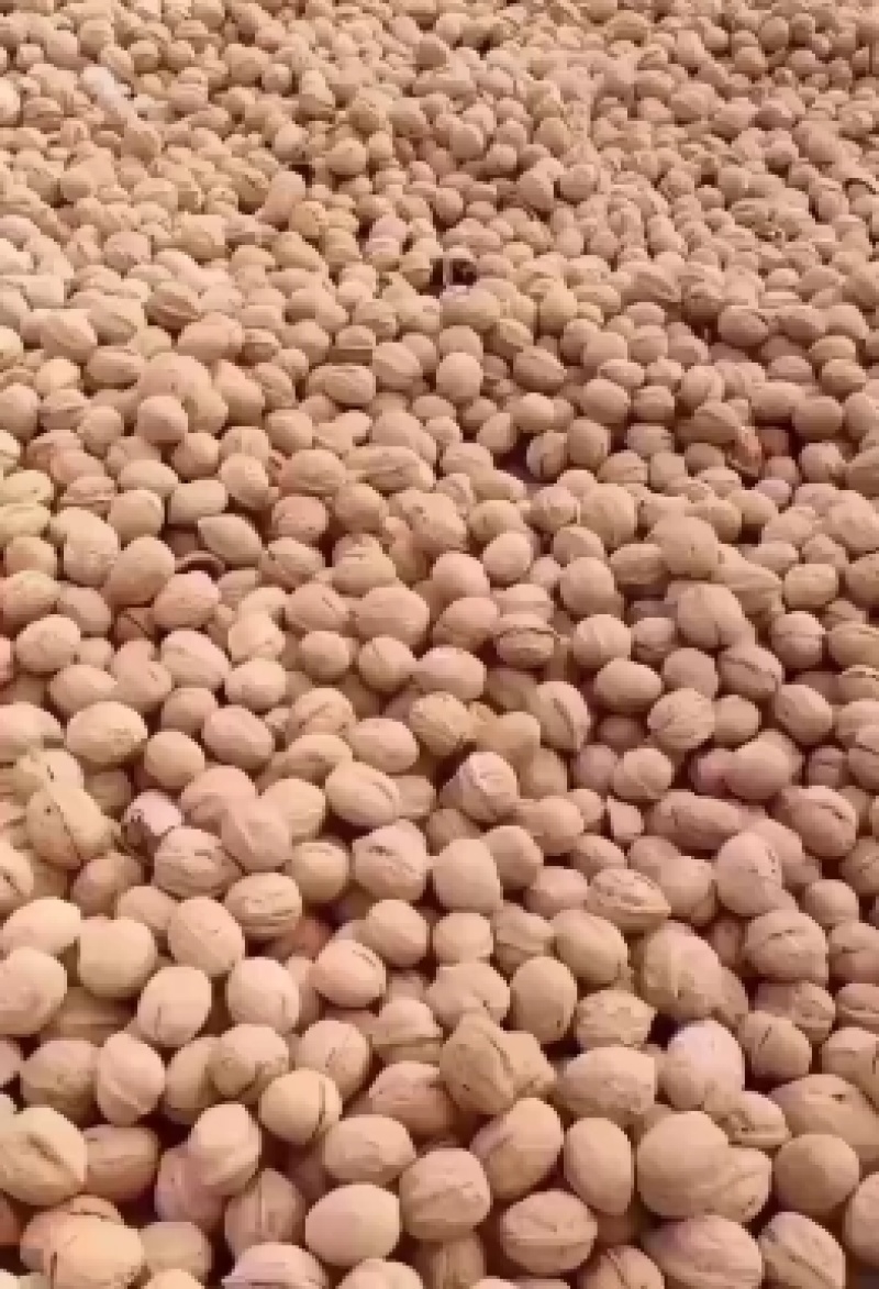 薄皮纸皮干核桃，产地发货，规格品种齐全，货量大，白仁为主
