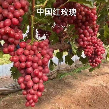 供应红玫瑰葡萄苗木，质量一级，品种纯正，原产地发货价格低