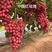 供应红玫瑰葡萄苗木，质量一级，品种纯正，原产地发货价格低