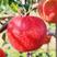 苹果苗新品种爱妃苹果苗瑞香红苹果苗红富士系列品种全