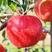 苹果苗新品种爱妃苹果苗瑞香红苹果苗红富士系列品种全