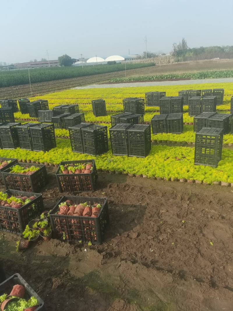 佛甲草，绿叶佛甲草，金叶佛甲草，又名黄金条，苗圃直供