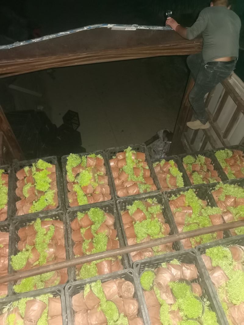 佛甲草，绿叶佛甲草，金叶佛甲草，又名黄金条，苗圃直供