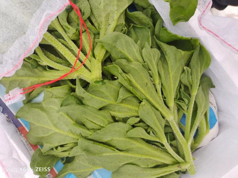 山东金宝莱合社冰草非洲冰草，霸王花，三色堇