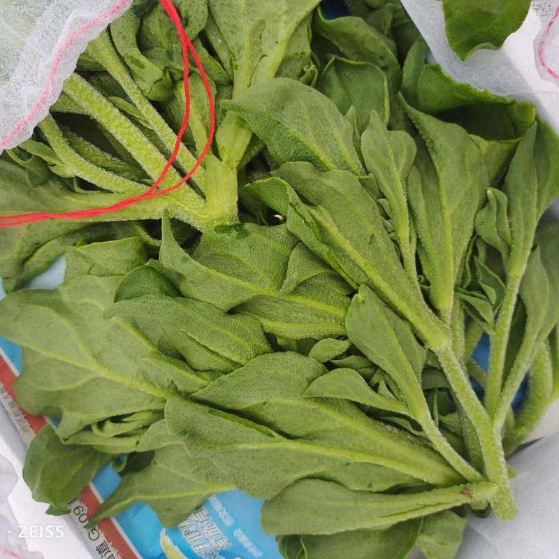 山东金宝莱合社冰草非洲冰草，霸王花，三色堇