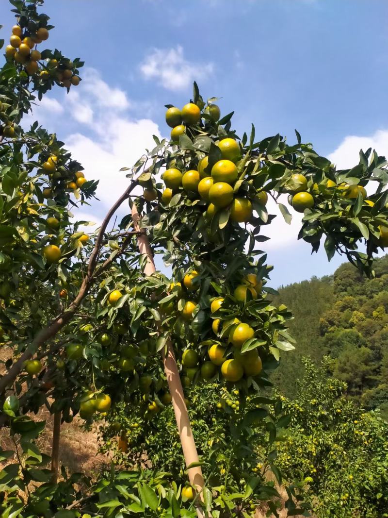 黄帝柑