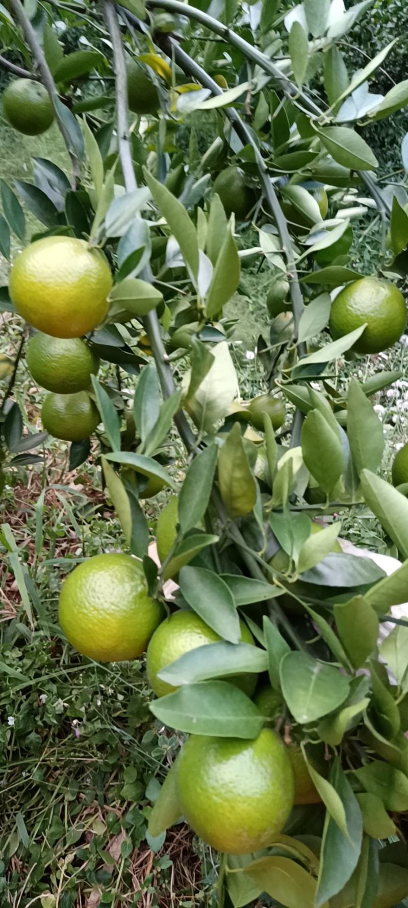 黄帝柑