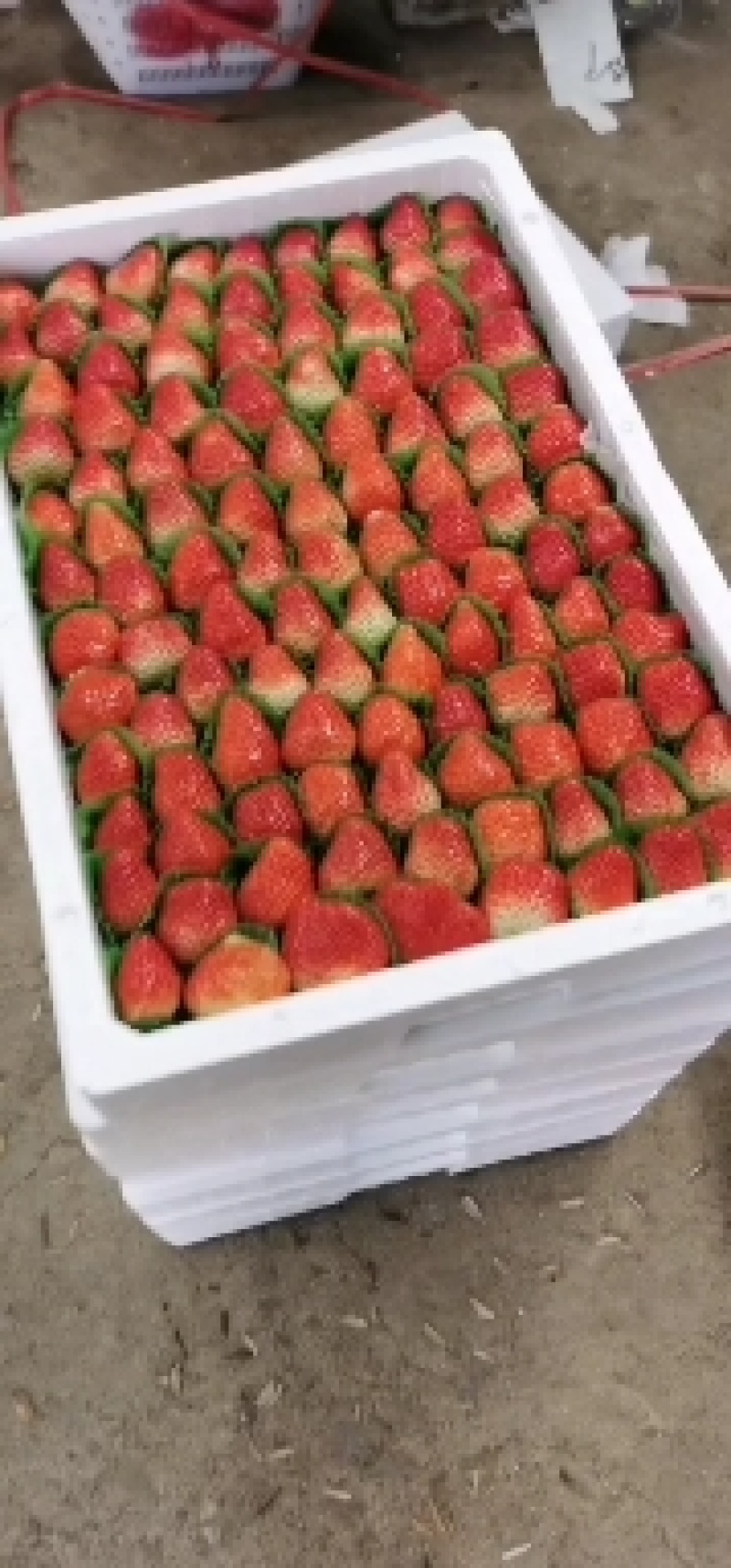 [热卖]江苏徐州草莓产地直发专业代办