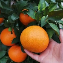 【实力推荐】38爱媛果冻橙，大量上市，皮薄水分充足口感甜