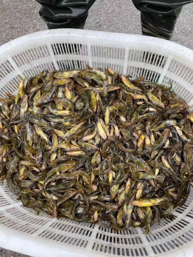 优种黄骨鱼苗黄颡鱼苗昂刺鱼包回收包养殖技术包饲料