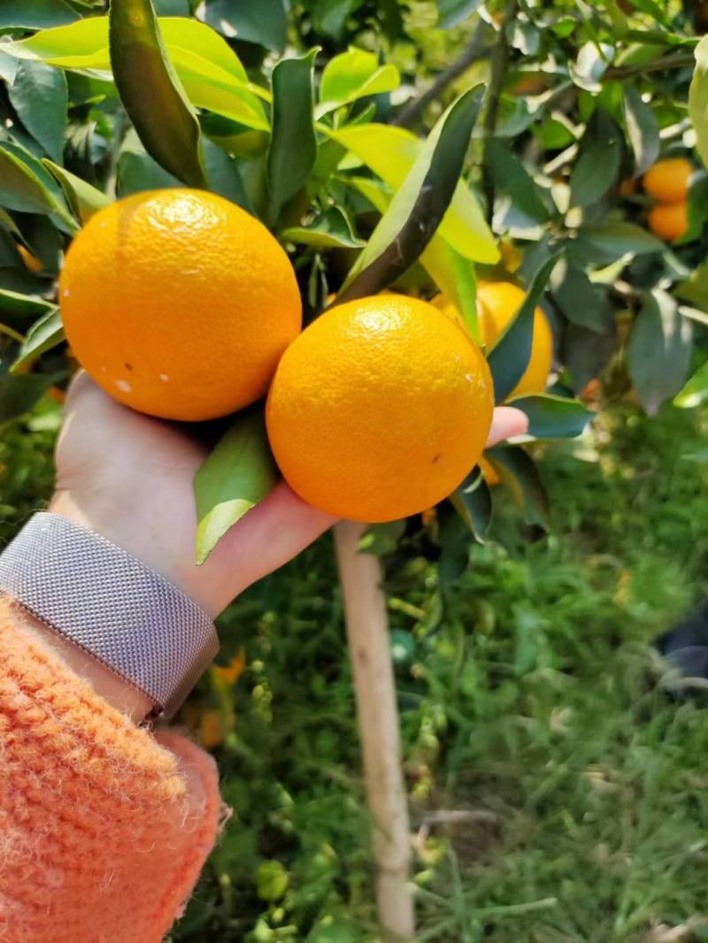 【实力推荐】38爱媛果冻橙，大量上市，皮薄水分充足口感甜