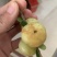 潮汕崩坎甜油甘，牛柑果，滇橄榄，甘甜可口，榨汁加工上市