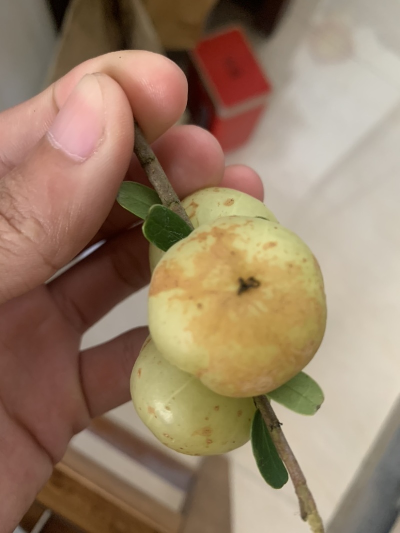 潮汕崩坎甜油甘，牛柑果，滇橄榄，甘甜可口，榨汁加工上市