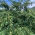 潮汕崩坎甜油甘，牛柑果，滇橄榄，甘甜可口，榨汁加工上市
