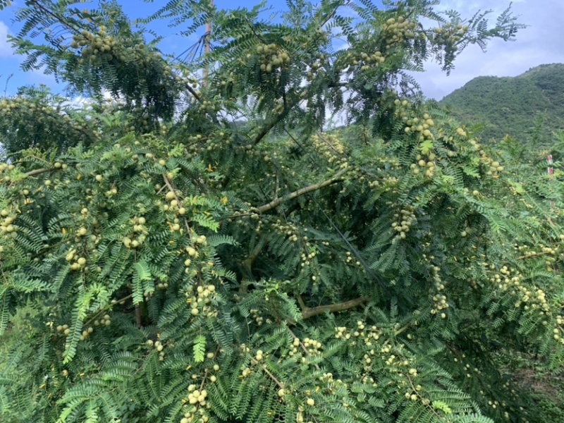 潮汕崩坎甜油甘，牛柑果，滇橄榄，甘甜可口，榨汁加工上市