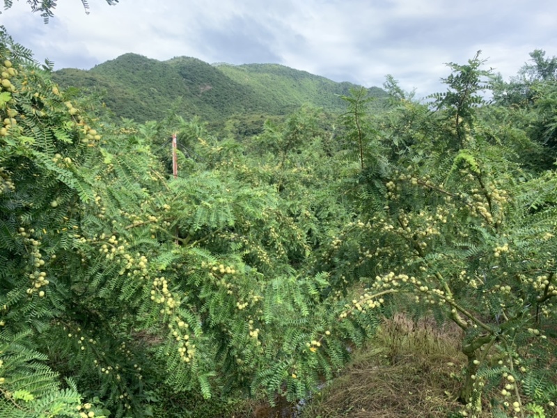 潮汕崩坎甜油甘，牛柑果，滇橄榄，甘甜可口，榨汁加工上市