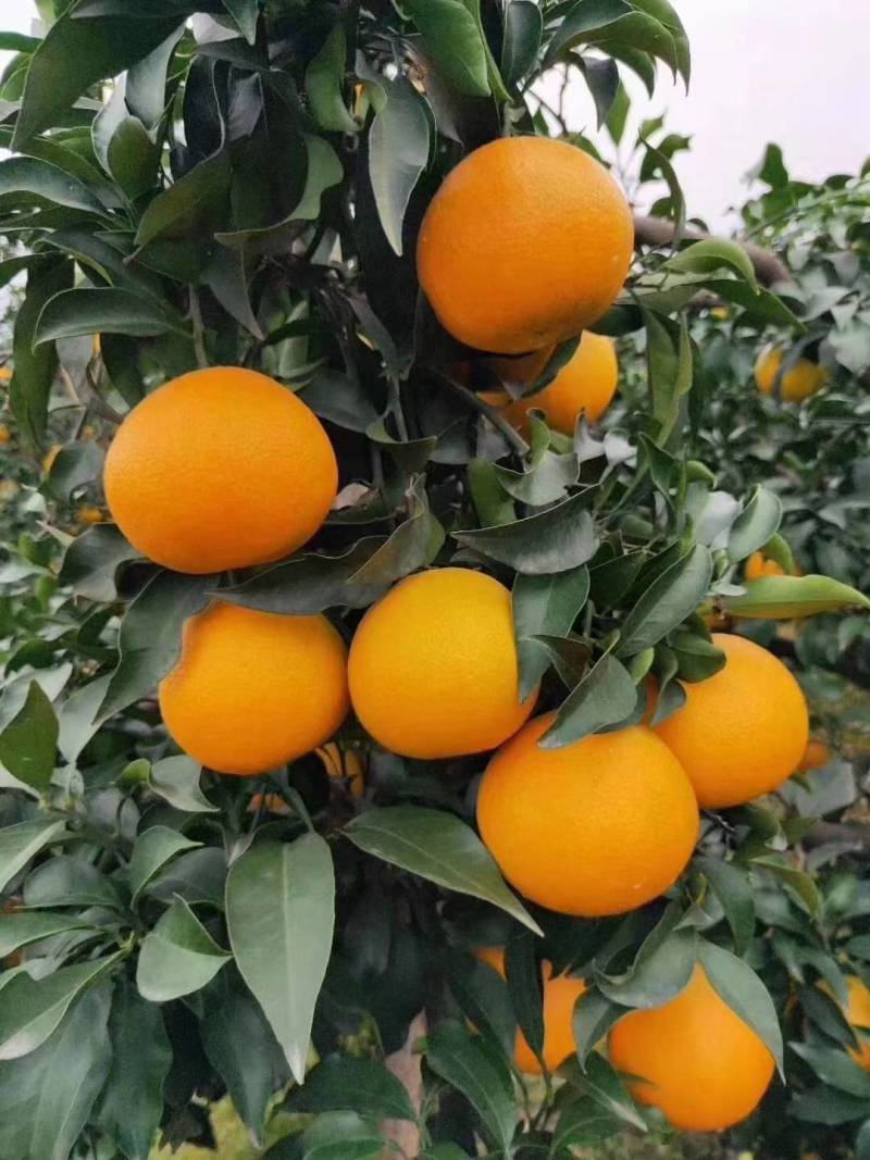 【实力推荐】38爱媛果冻橙，大量上市，皮薄水分充足口感甜