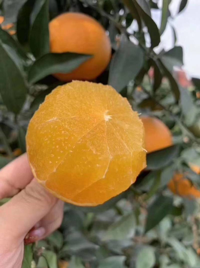 【实力推荐】38爱媛果冻橙，大量上市，皮薄水分充足口感甜