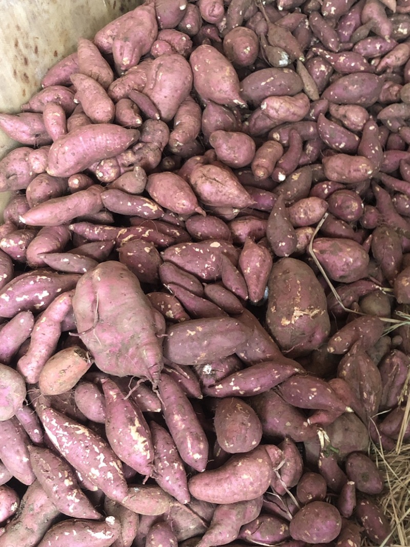 四川红薯商薯19商品薯徐薯18白心红薯淀粉薯打粉薯