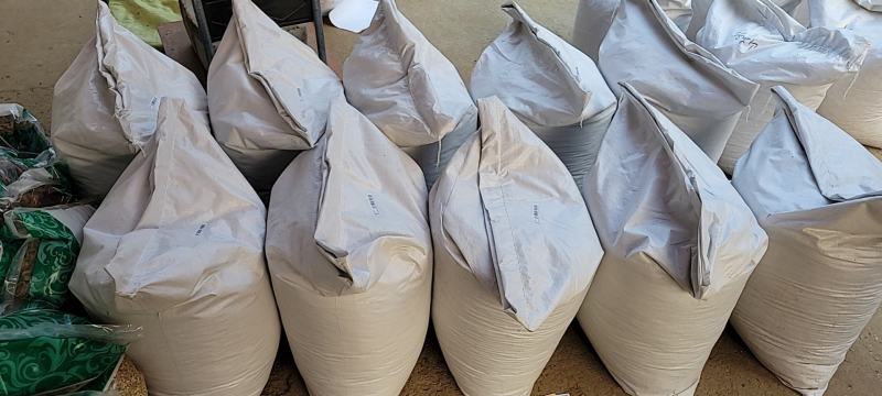 平贝母0.6cm珍珠小平贝小贝母产地直发大量供应