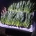 惠民菠菜大量上市