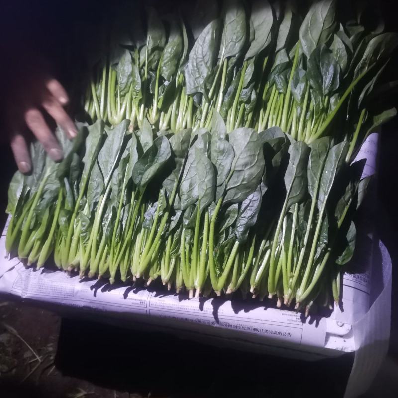 惠民菠菜大量上市