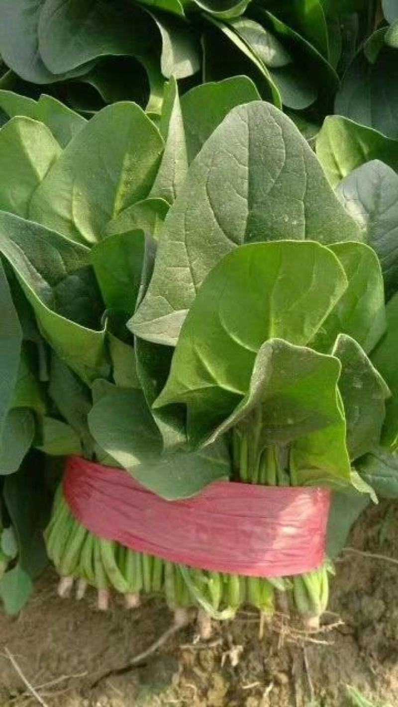 惠民菠菜大量上市