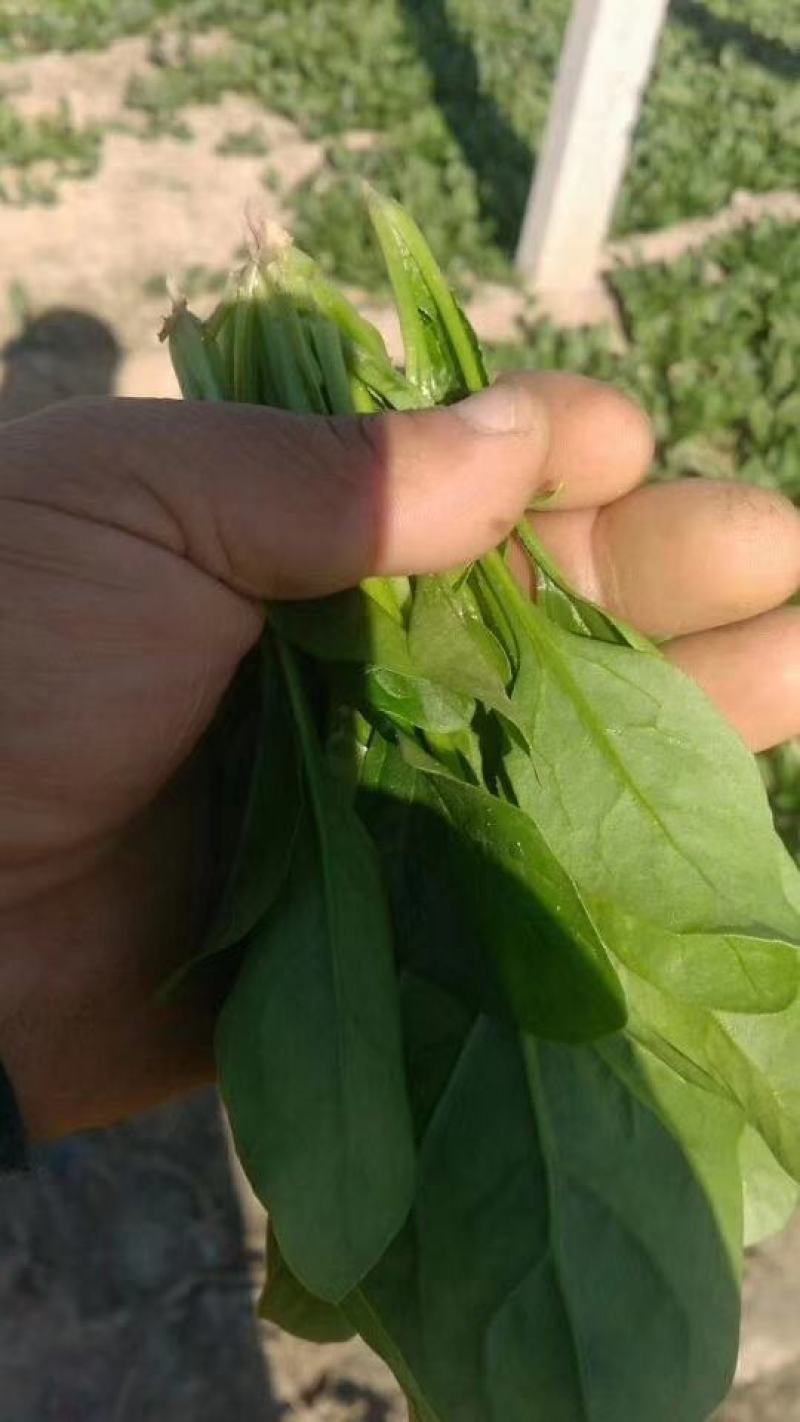 惠民菠菜大量上市