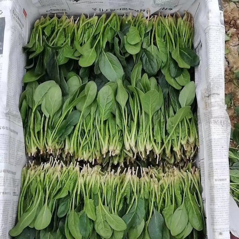 惠民菠菜大量上市